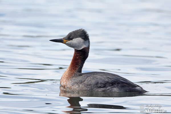 Rothalstaucher (Podiceps grisegena)