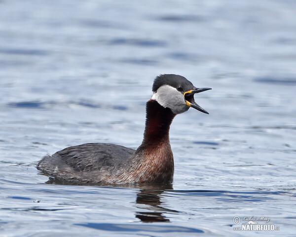 Rothalstaucher (Podiceps grisegena)