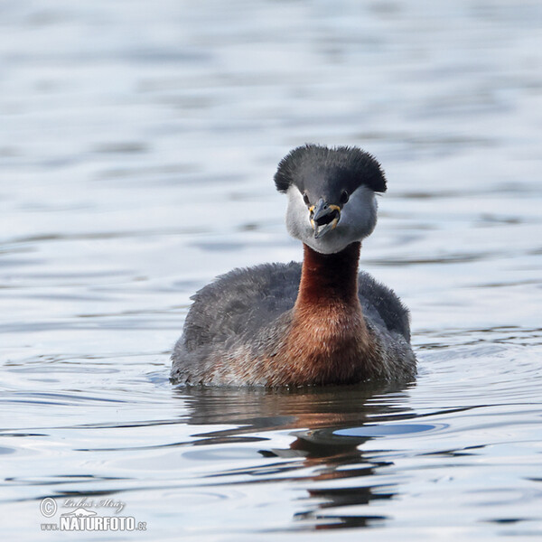 Rothalstaucher (Podiceps grisegena)