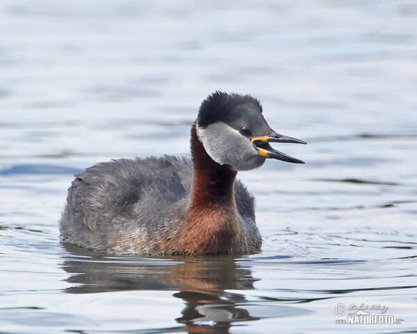 Rothalstaucher (Podiceps grisegena)