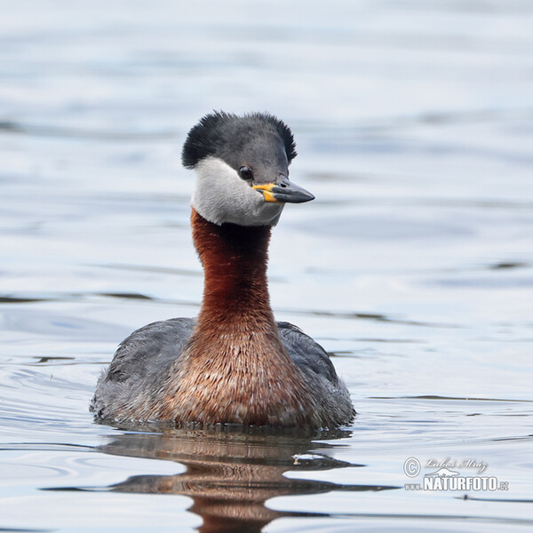 Rothalstaucher (Podiceps grisegena)