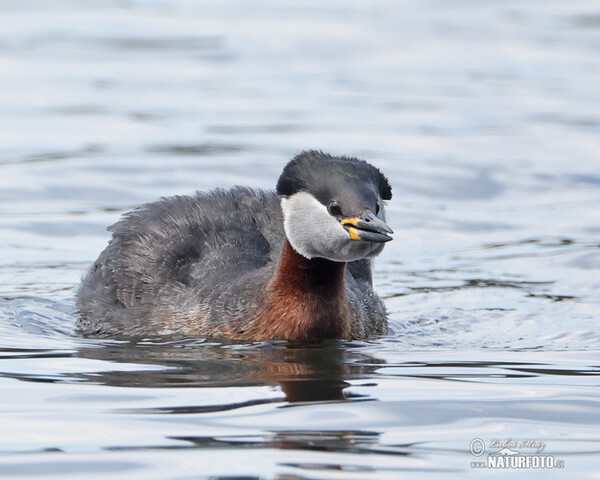 Rothalstaucher (Podiceps grisegena)