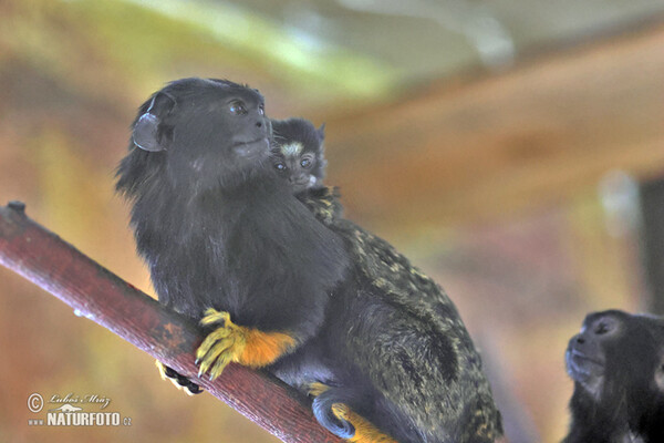 Rothandtamarin (Saguinus midas)