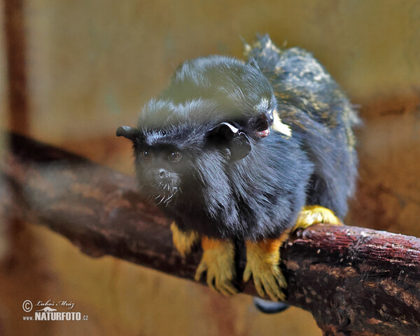 Rothandtamarin (Saguinus midas)