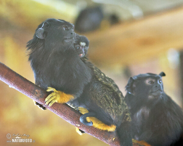 Rothandtamarin (Saguinus midas)