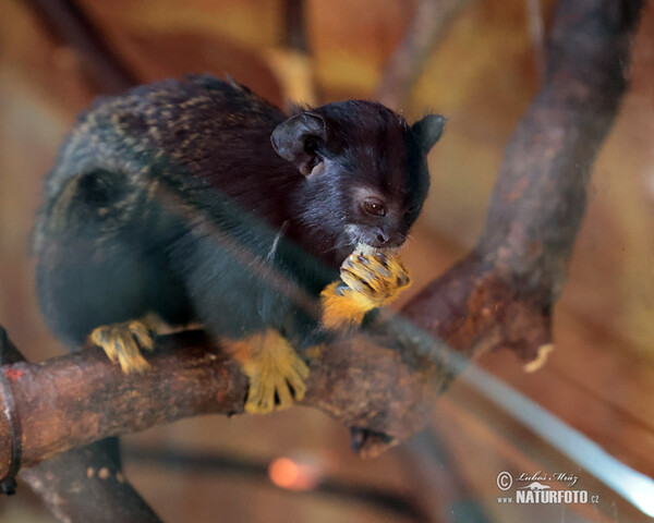 Rothandtamarin (Saguinus midas)