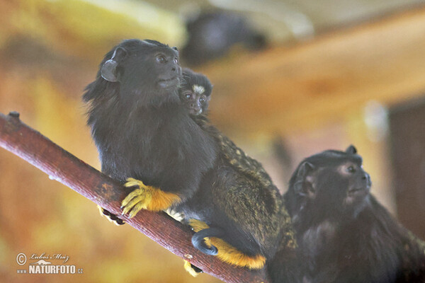 Rothandtamarin (Saguinus midas)