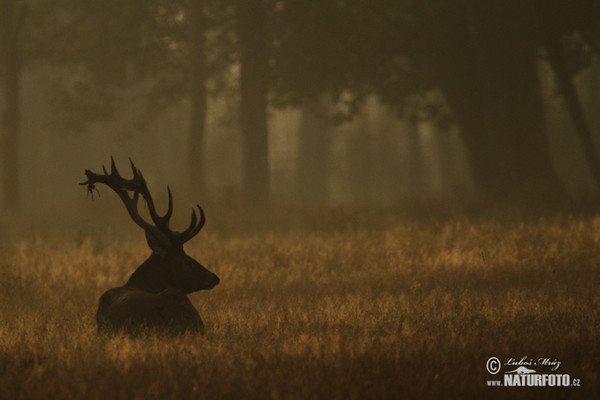 Rothirsch (Cervus elaphus)