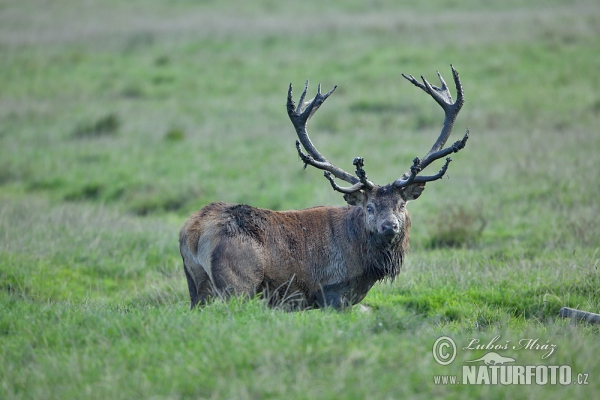 Rothirsch (Cervus elaphus)