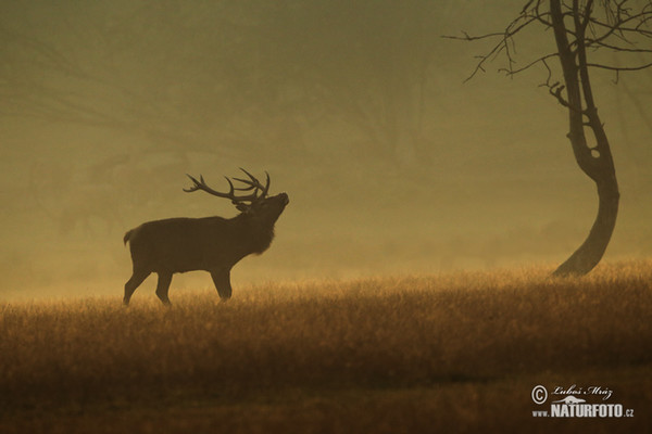 Rothirsch (Cervus elaphus)