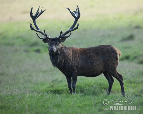 Rothirsch (Cervus elaphus)