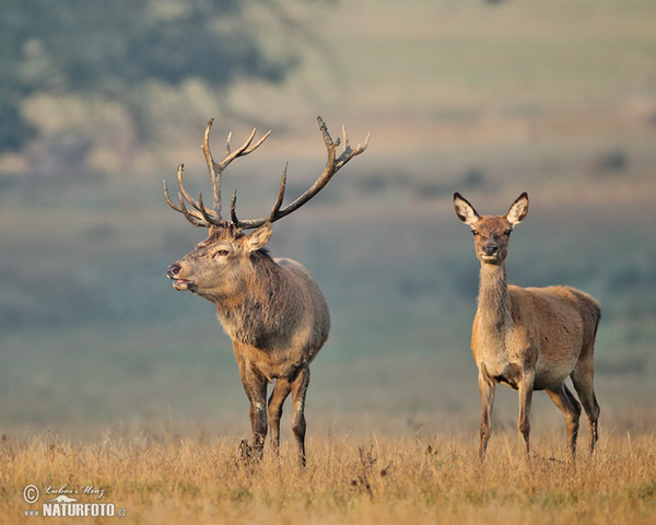 Rothirsch (Cervus elaphus)