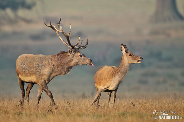 Rothirsch (Cervus elaphus)