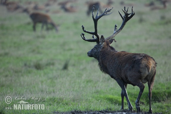 Rothirsch (Cervus elaphus)