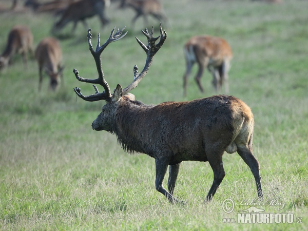 Rothirsch (Cervus elaphus)