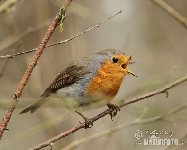 Rotkehlchen (Erithacus rubecula)