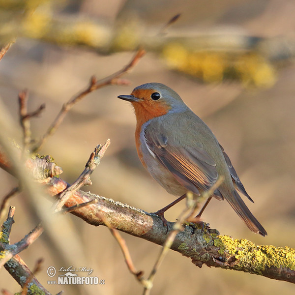 Rotkehlchen (Erithacus rubecula)