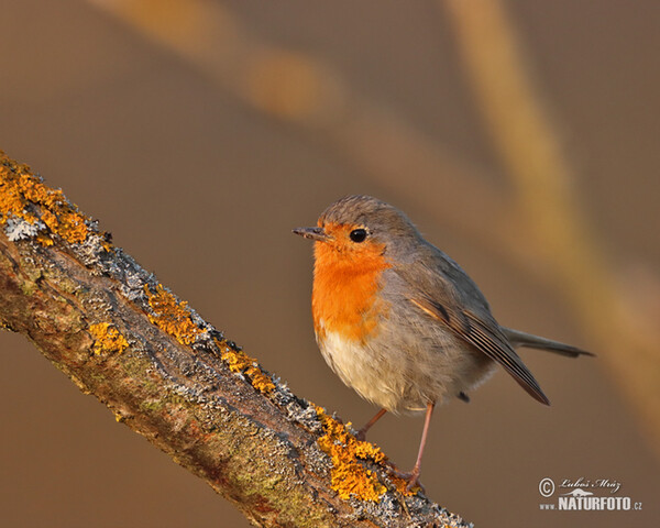 Rotkehlchen (Erithacus rubecula)