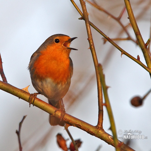 Rotkehlchen (Erithacus rubecula)