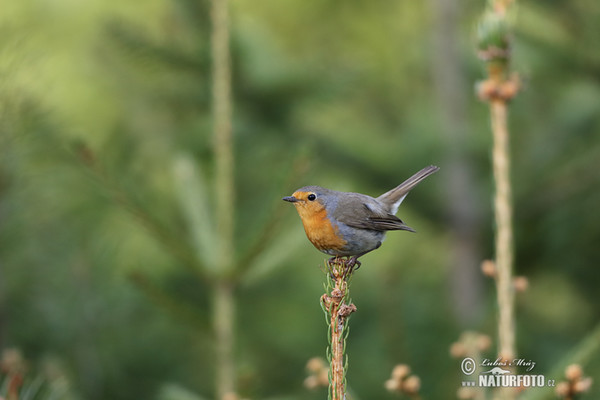 Rotkehlchen (Erithacus rubecula)