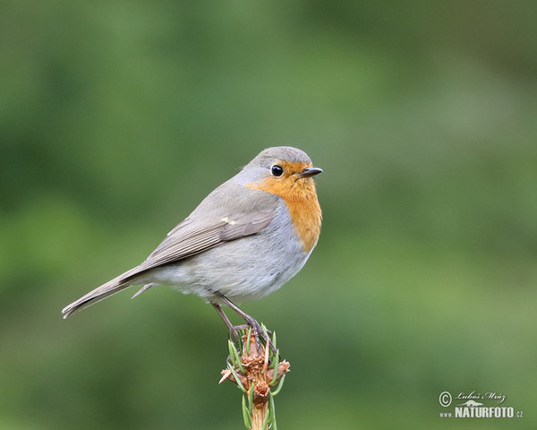 Rotkehlchen (Erithacus rubecula)