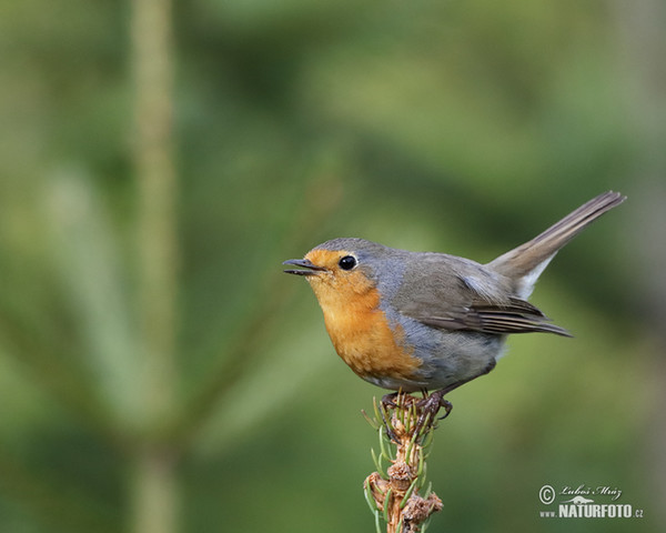 Rotkehlchen (Erithacus rubecula)