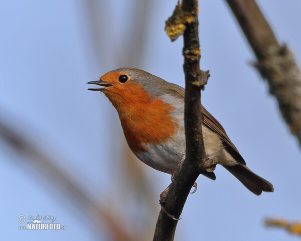 Rotkehlchen (Erithacus rubecula)