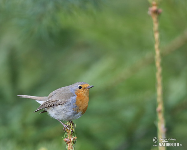 Rotkehlchen (Erithacus rubecula)