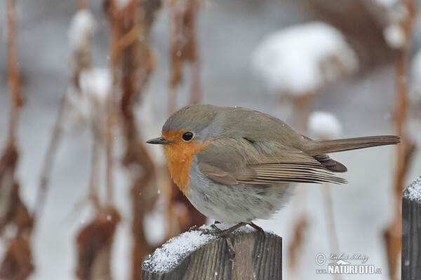 Rotkehlchen (Erithacus rubecula)