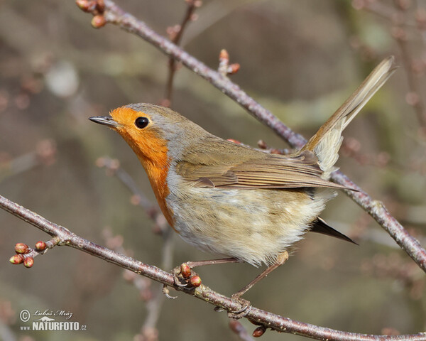 Rotkehlchen (Erithacus rubecula)