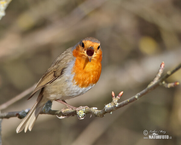 Rotkehlchen (Erithacus rubecula)