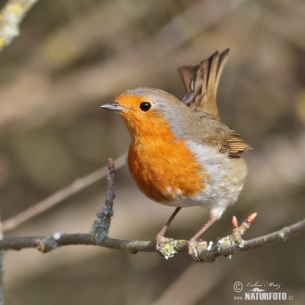 Rotkehlchen (Erithacus rubecula)