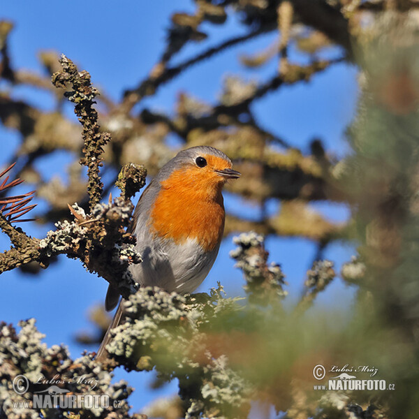 Rotkehlchen (Erithacus rubecula)