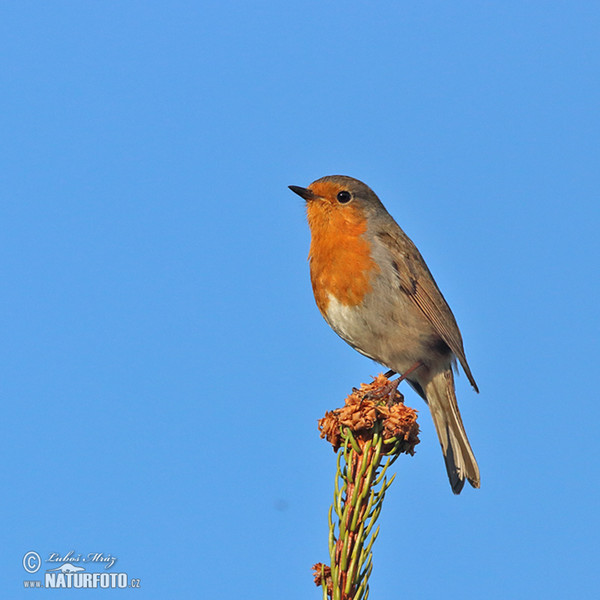 Rotkehlchen (Erithacus rubecula)