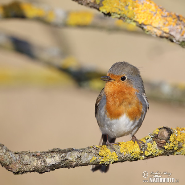 Rotkehlchen (Erithacus rubecula)