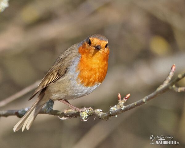 Rotkehlchen (Erithacus rubecula)