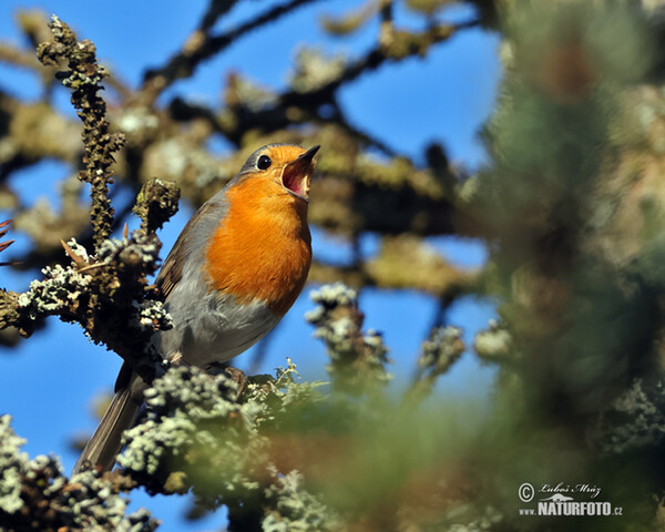 Rotkehlchen (Erithacus rubecula)
