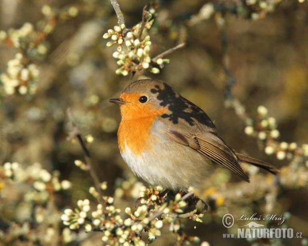 Rotkehlchen (Erithacus rubecula)