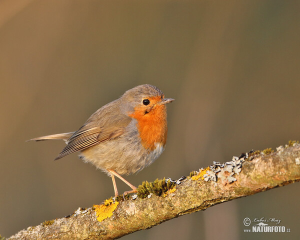 Rotkehlchen (Erithacus rubecula)