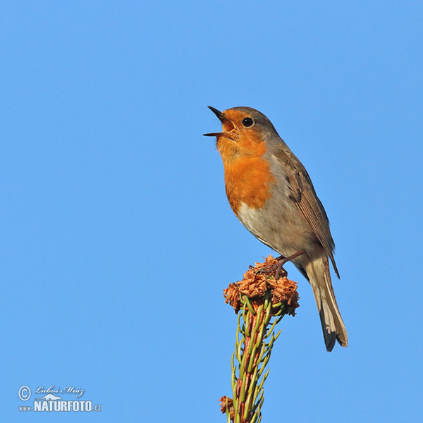 Rotkehlchen (Erithacus rubecula)