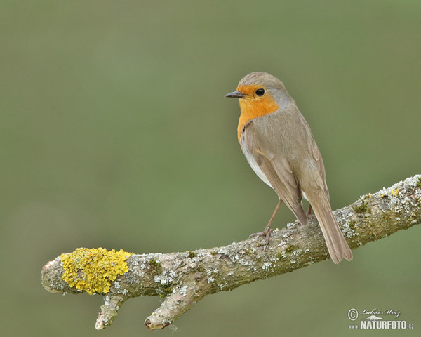 Rotkehlchen (Erithacus rubecula)