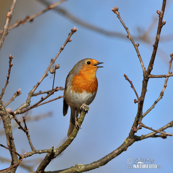 Rotkehlchen (Erithacus rubecula)