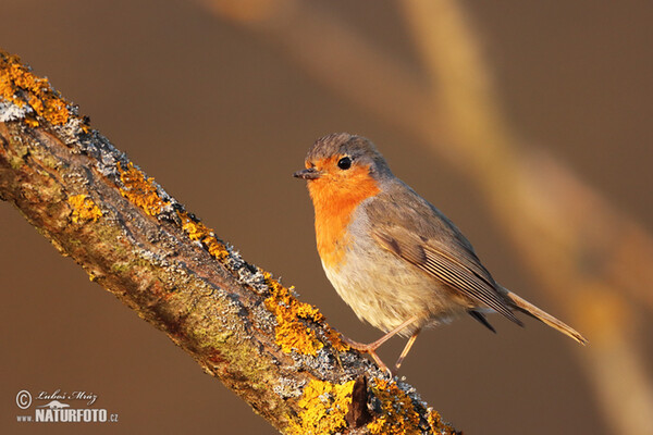 Rotkehlchen (Erithacus rubecula)