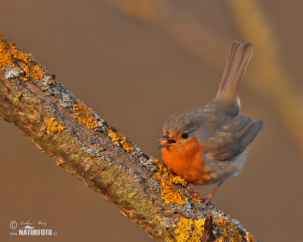 Rotkehlchen (Erithacus rubecula)