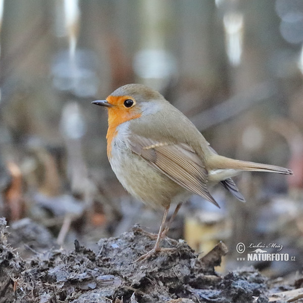 Rotkehlchen (Erithacus rubecula)