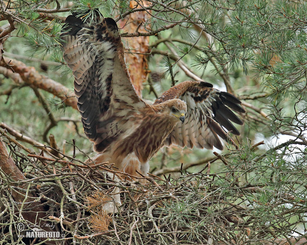 Rotmilan (Milvus milvus)