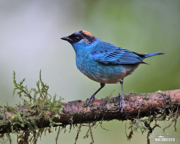 Rotnackentangare (Chalcothraupis ruficervix)