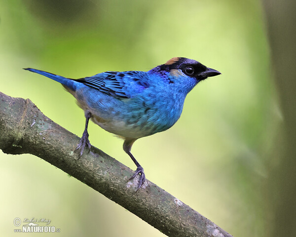 Rotnackentangare (Chalcothraupis ruficervix)