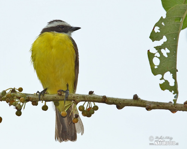 Rotscheitel-Maskentyrann (Myiozetetes similis)