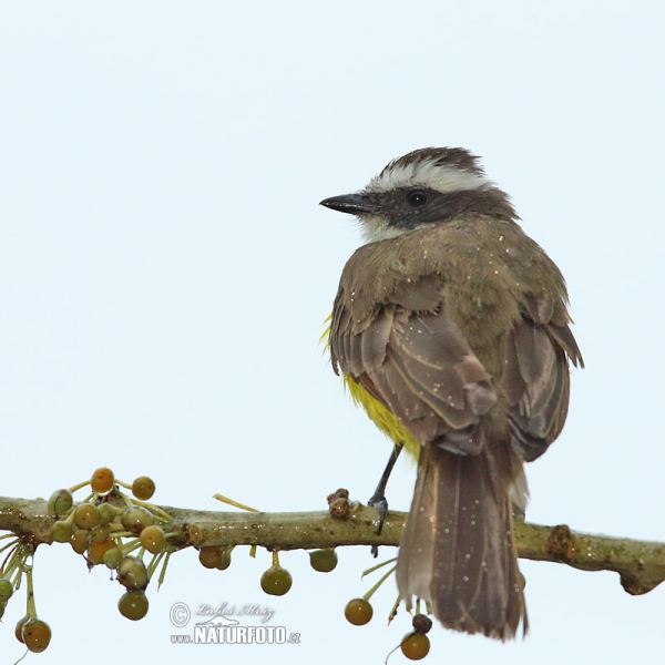 Rotscheitel-Maskentyrann (Myiozetetes similis)